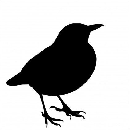 Meet Your Birds